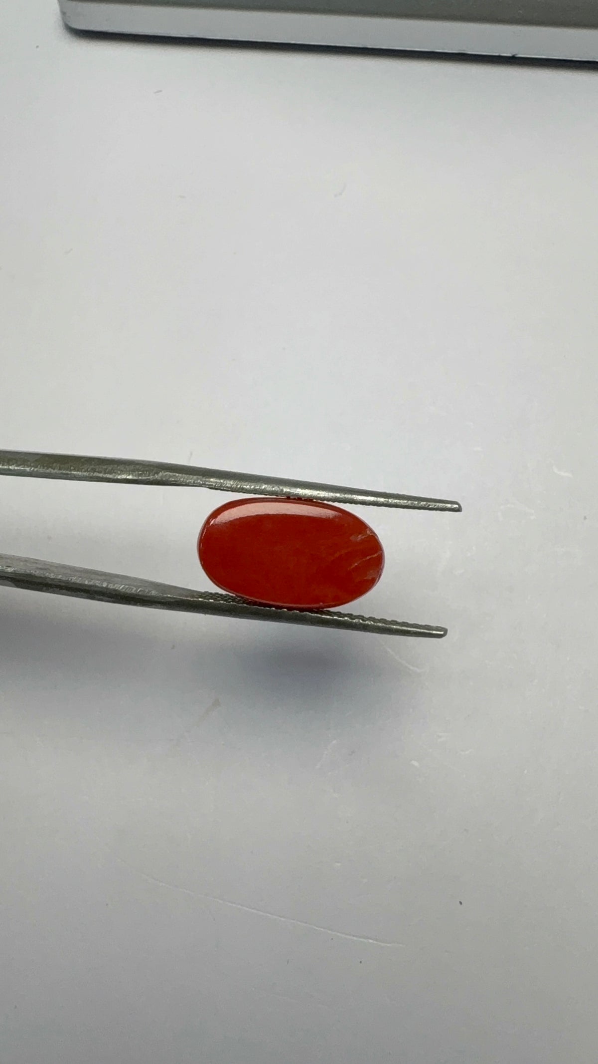 Red Coral 5.12 carat COR-100 reverse view