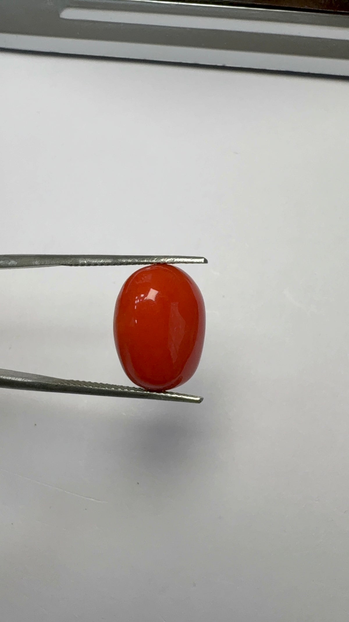 Red Coral 12.64 carat COR-111 close view