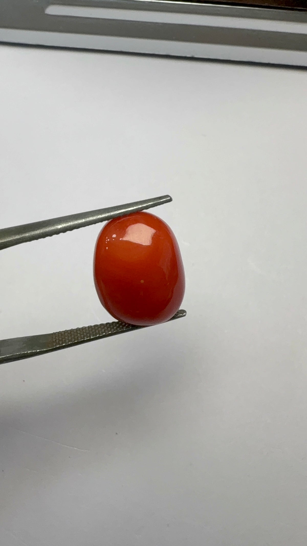 Red Coral 12.64 carat COR-111 angled view