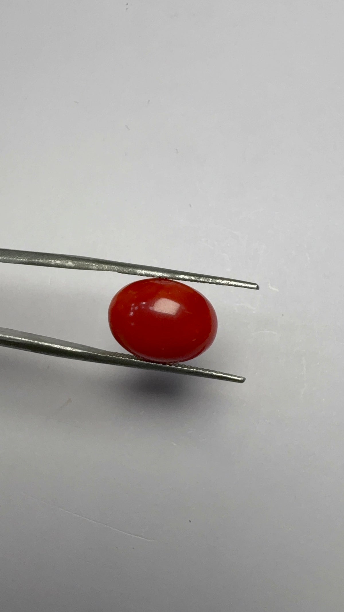 Red Coral 7.12 carat COR-132 close view