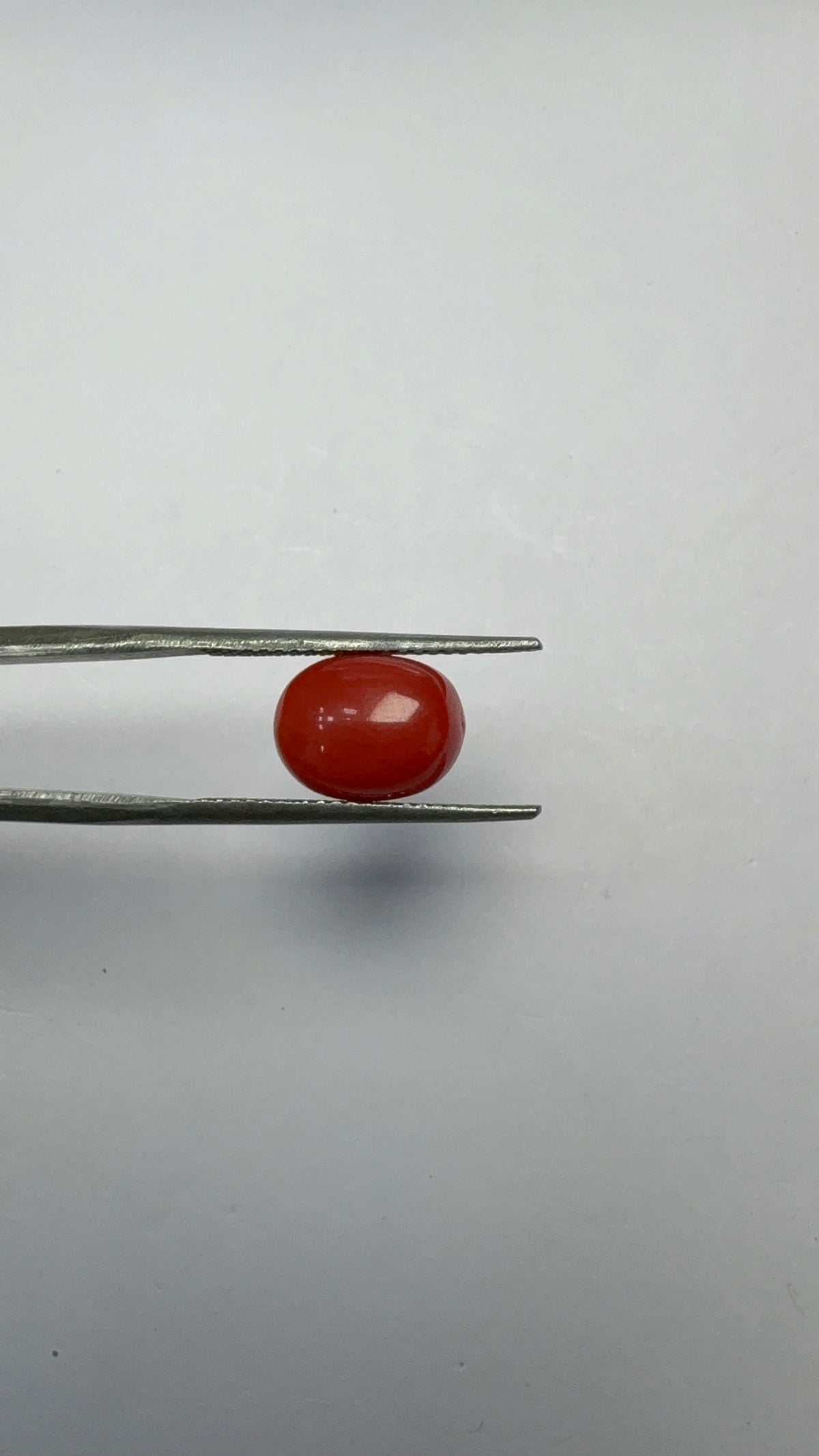 Red Coral 3.60 carat COR-173 close view