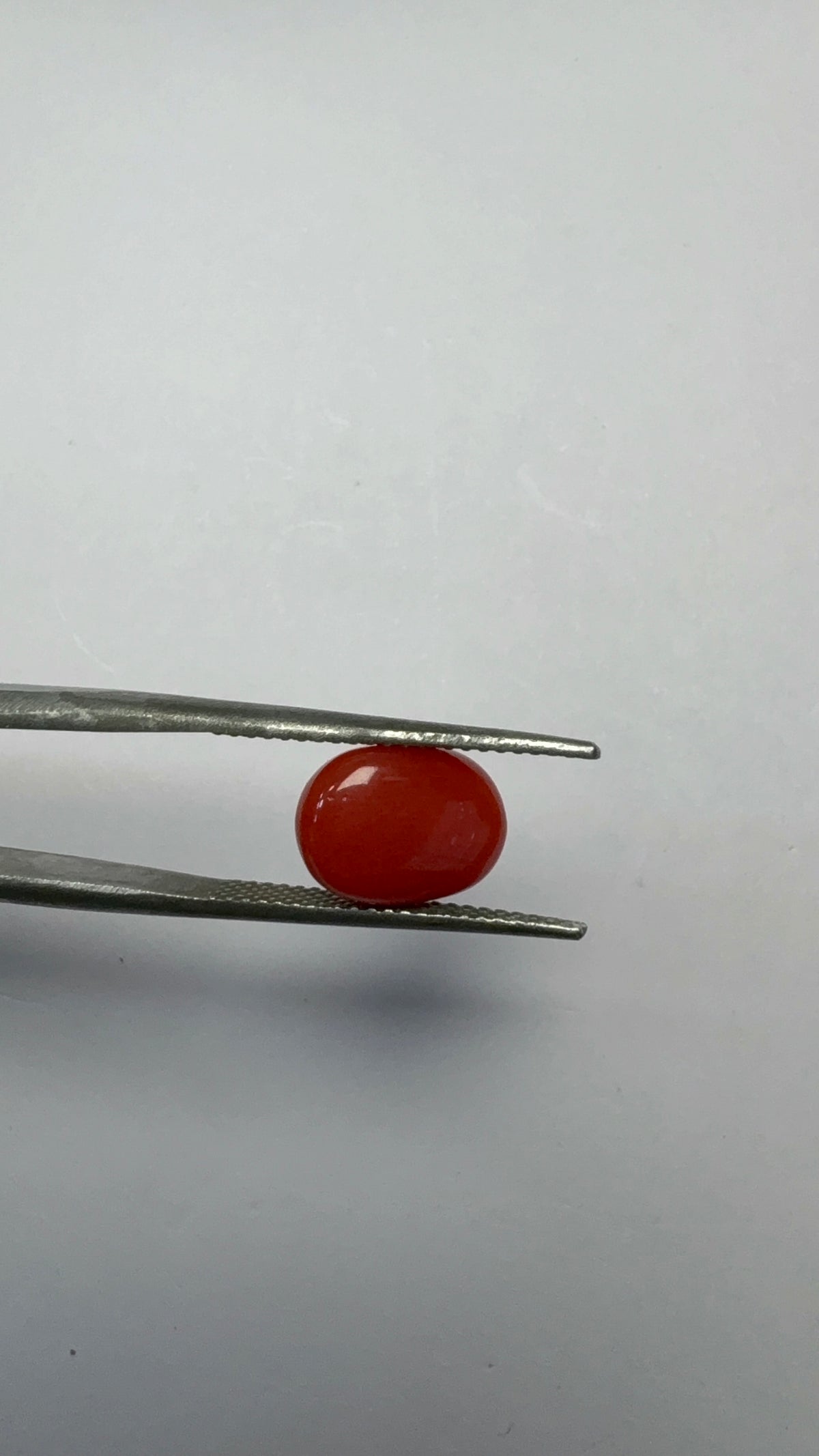 Red Coral 3.60 carat COR-173 angled view