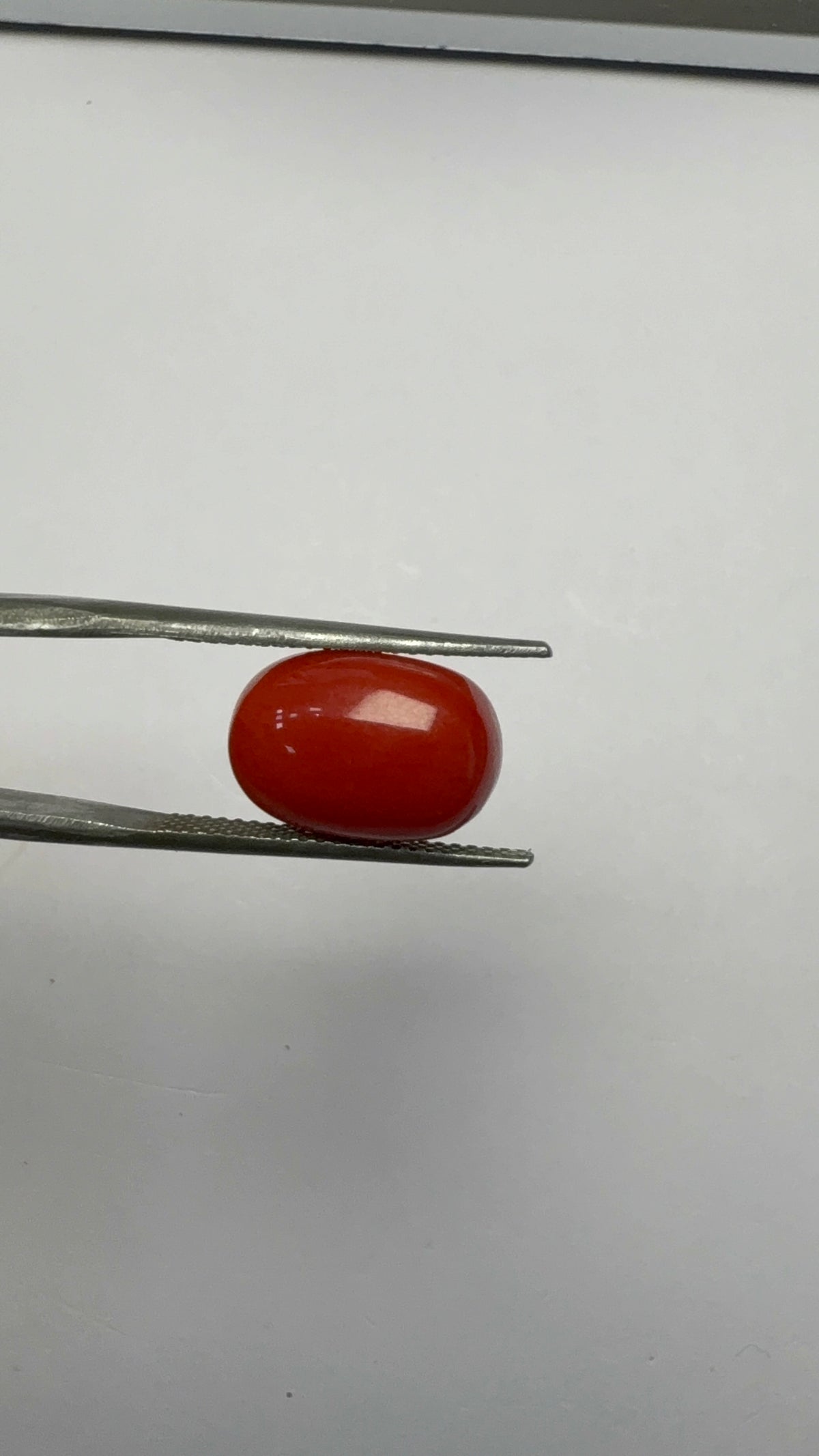 Red Coral 7.31 carat COR-179 angled view