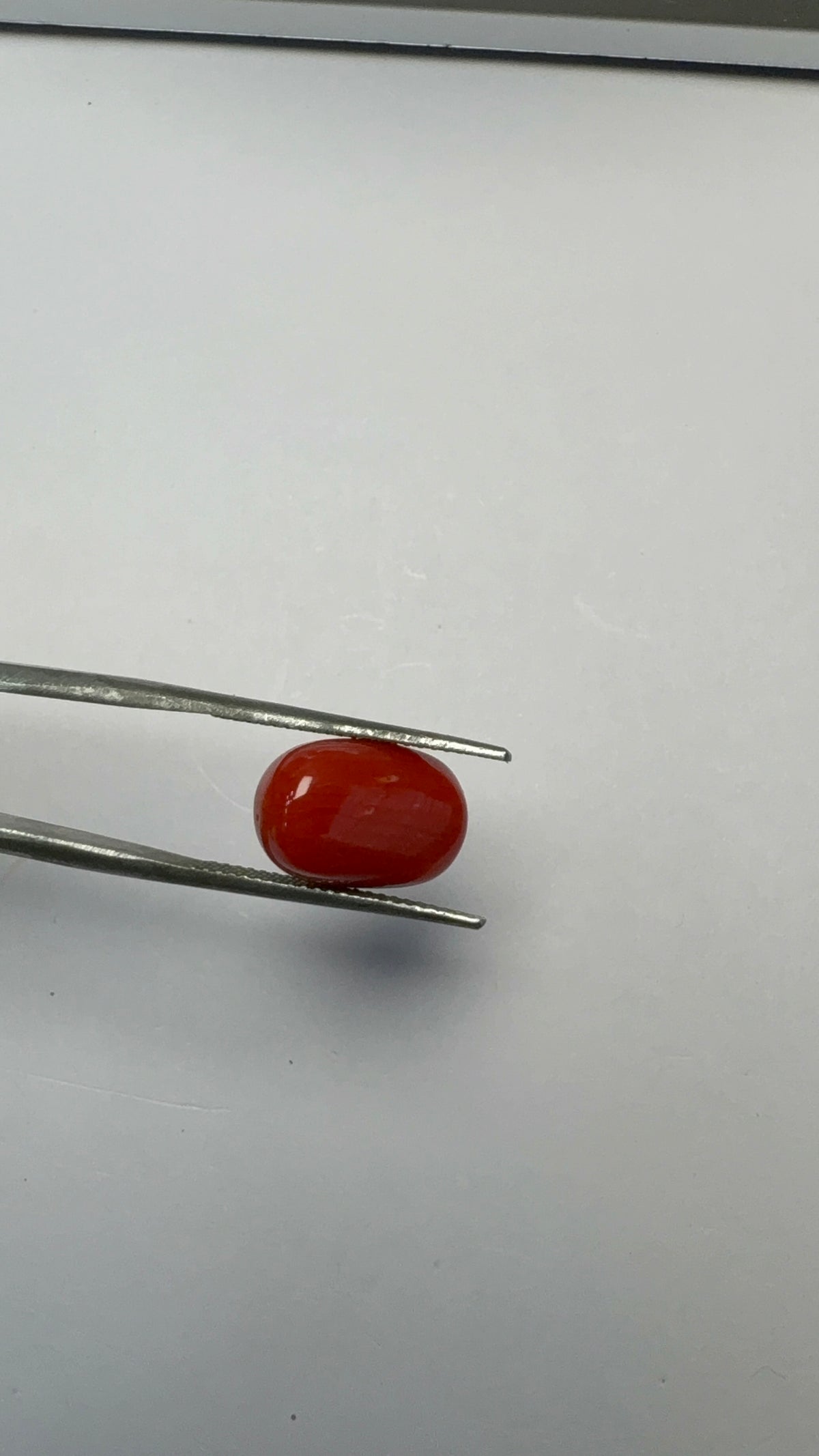 Red Coral 7.31 carat COR-179 reverse view