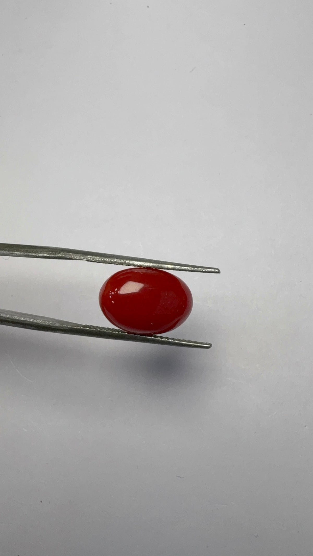 Red Coral 4.47 carat COR-19 reverse view