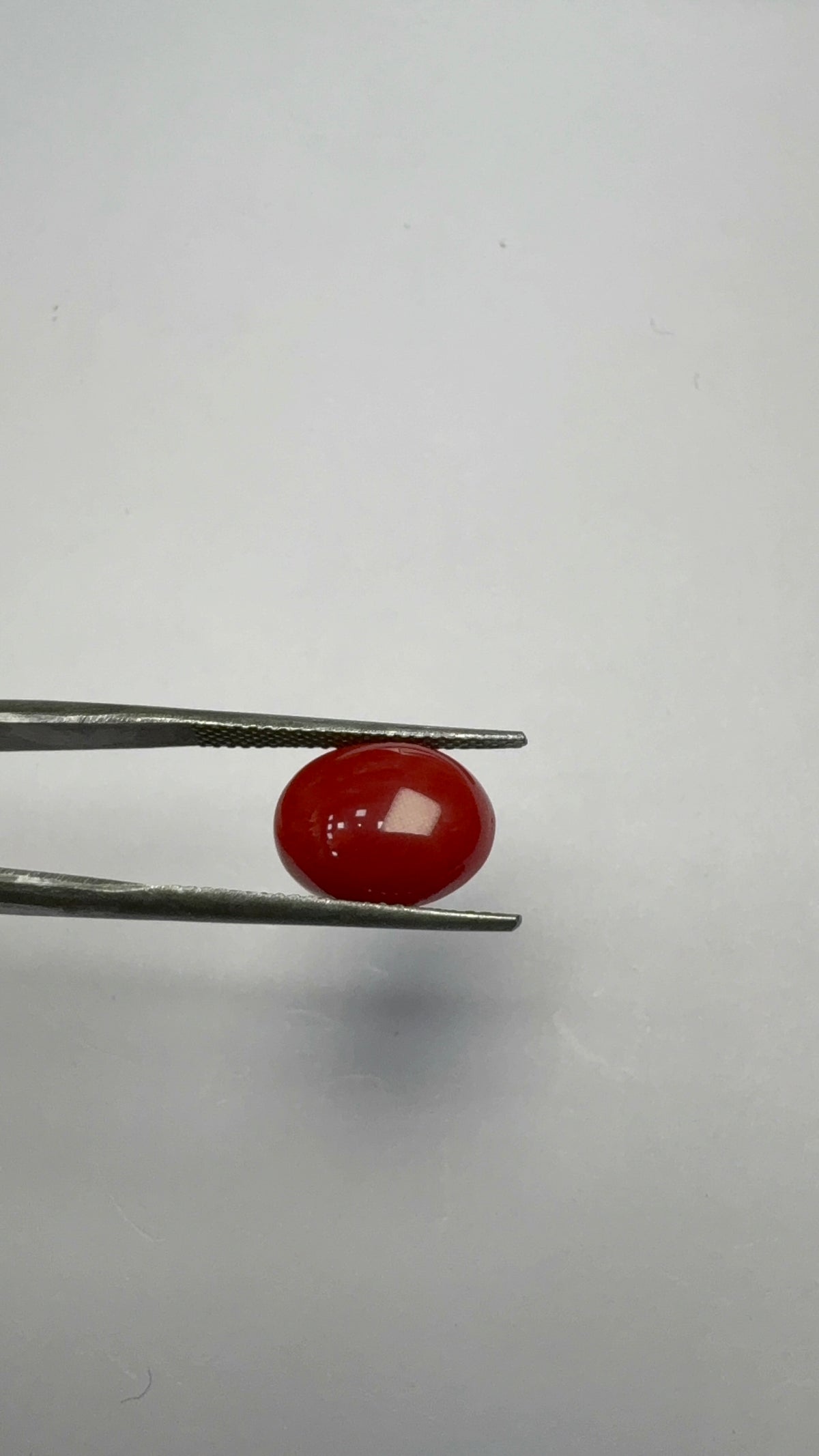Red Coral 4.24 carat COR-23 reverse view