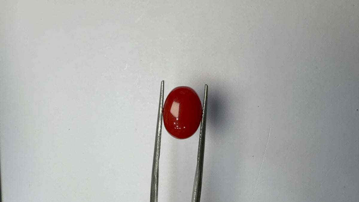 Red Coral 4.22 carat COR-26 close view