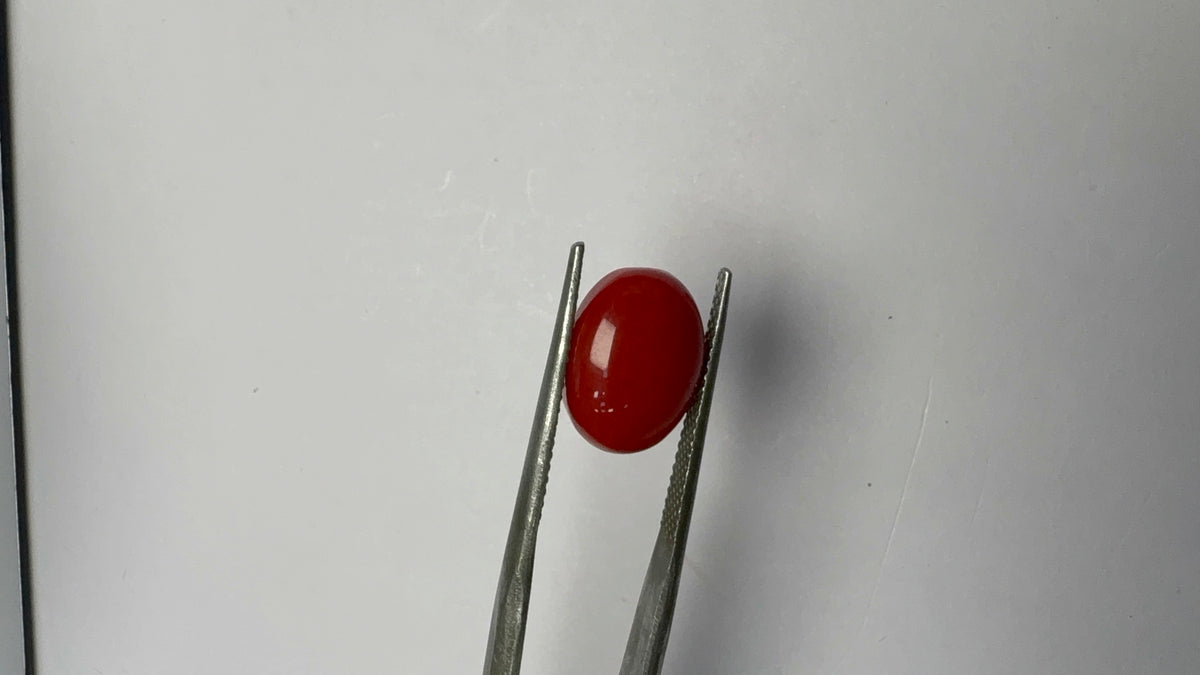 Red Coral 4.22 carat COR-26 reverse view
