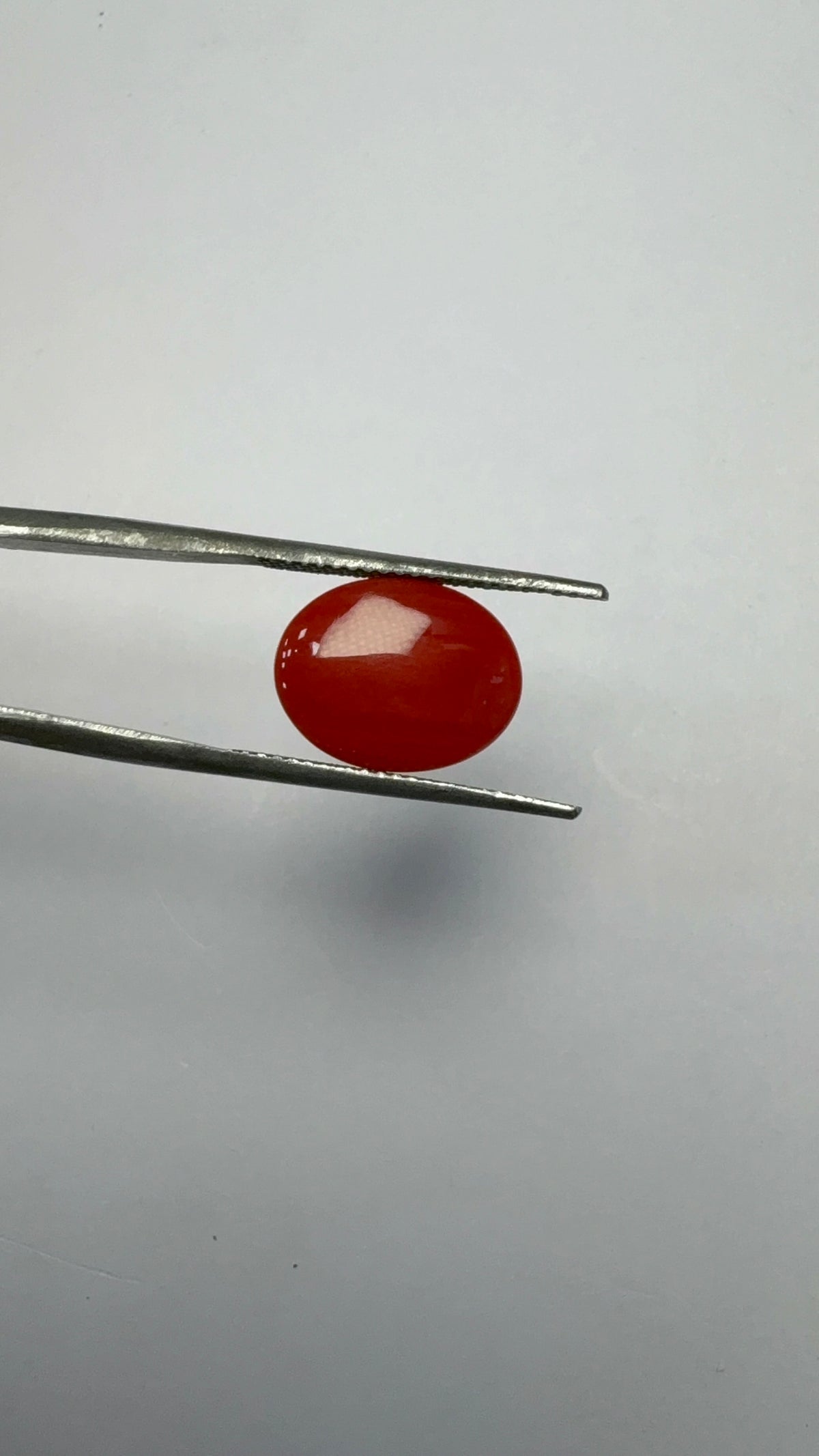 Red Coral 5.71 carat COR-70 reverse view