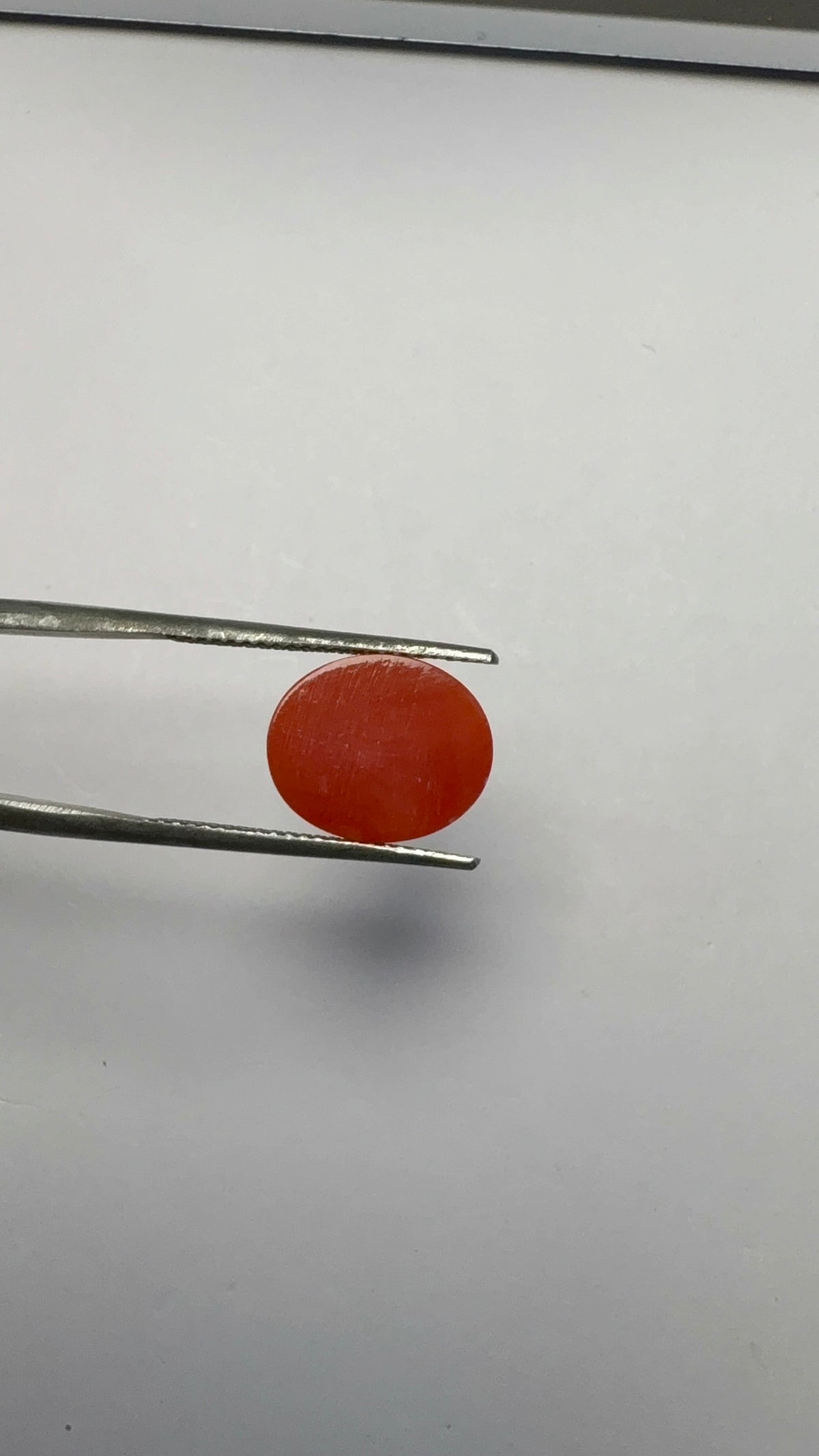 Red Coral 5.21 carat COR-75 reverse view