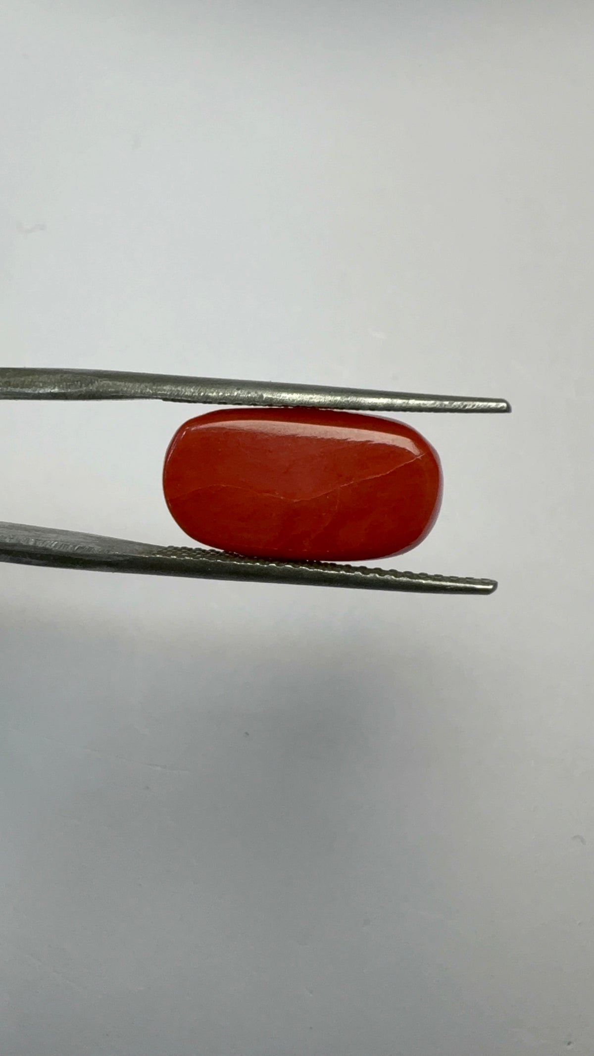 Red Coral 6.62 carat COR-78 reverse view