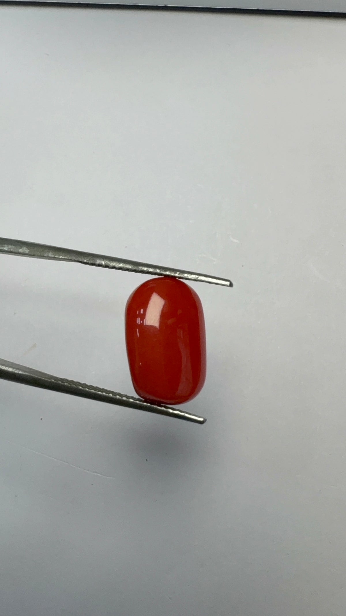 Red Coral 7.10 carat COR-87 reverse view